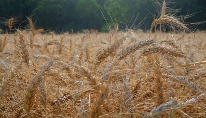 Fertilizante ecológico pode reduzir dependência de importação